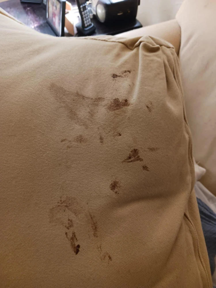 Antes y después SrFirulais — sillón
