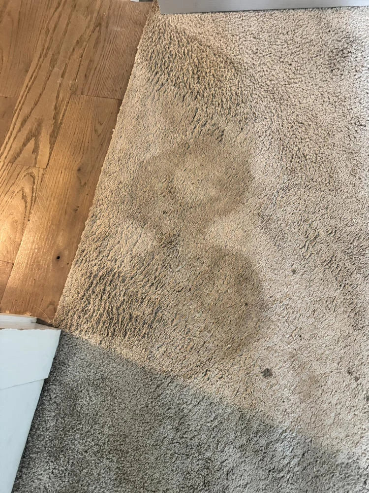 Antes y después SrFirulais — alfombra